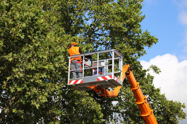 Trusted Holts Summit, MO  Tree Services Experts